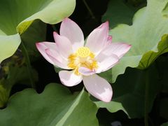 -荷塘月色湿地公园·向阳花洲
