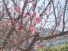 -龙寺生态园
