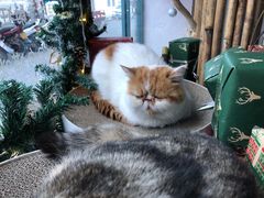 -喵屿·大理花园猫咖