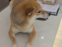 -申普宠物医院·眼科·心内科·影像科(普陀分院)