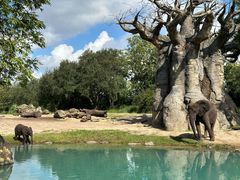 -奥兰多迪士尼动物王国乐园