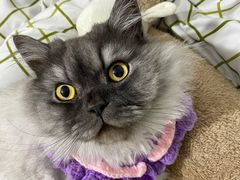 -佑安动物医院·全科·内窥镜中心(幸福巷店)