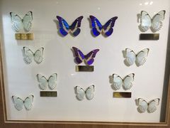 上海昆虫博物馆-上海昆虫博物馆