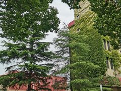 -上海财经大学清真食堂(国定路店)
