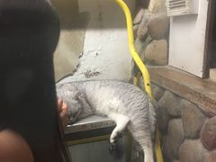 -猫咪博物馆(顶澳仔猫街店)