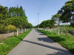 -上海长兴岛郊野公园