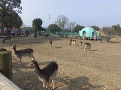 -苏州太湖西山岛开心农场