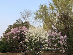 -永定河休闲森林公园