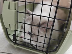 -瑞鹏瑞爱宠物医院·全科·猫科·血液透析中心(龙头寺店)