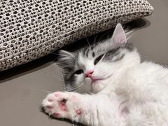-小猫来了·猫舍(红山六九七九店)
