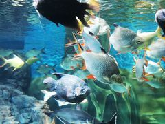 -上海海洋水族馆