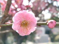 -无锡梅园公园