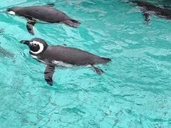 -上海海洋水族馆