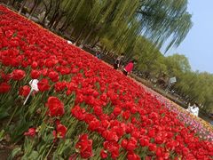 -石家庄市植物园