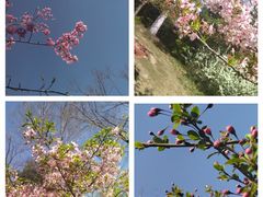 -顾村公园