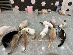 -猫爷宠物生活馆·撸猫馆