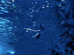 -江和美海洋公园