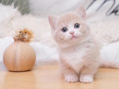 -Bastet sally猫舍购宠(静安店)