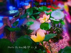大堂-韵秋荷(宝山龙湖天街店)
