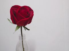 -那些花儿鲜花店(小寨店)