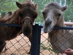 -长白岛森林公园