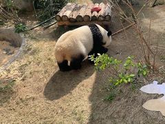 -泉州海丝野生动物世界