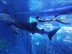 -成都浩海立方海洋公园