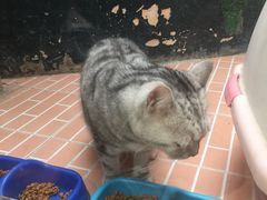 -猫咪博物馆(顶澳仔猫街店)