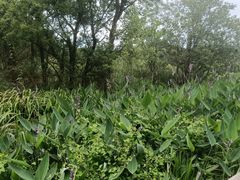 -西湖风景区-江洋畈生态公园