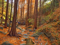 -国家植物园南园