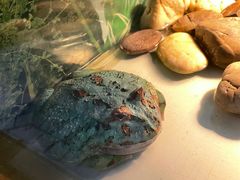 -上海大自然野生昆虫馆(东方明珠·爬宠昆虫探索中心)