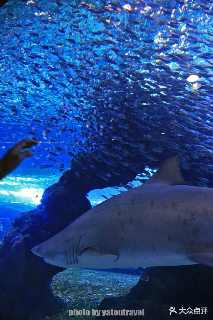 济州岛水上星球水族馆图片