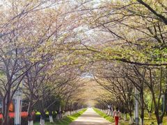 -高东镇樱花园
