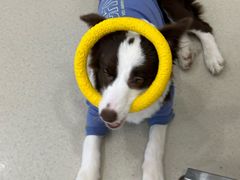-共舞时光猫咖·狗咖(新街口店)