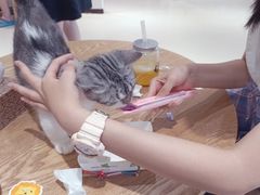 -藏猫猫咖啡主题馆(中央大道店)