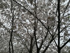 -武汉大学-樱园