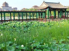 -莲花池公园