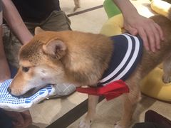 -逗柴咖啡屋·狗咖猫咖宠物桌游