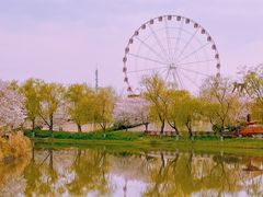 -顾村公园