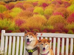 -花开海上生态园