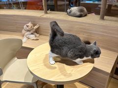 -米乐乖乖猫咪咖啡馆·猫咖(深圳湾后海汇店)
