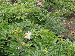 -黑龙江省森林植物园
