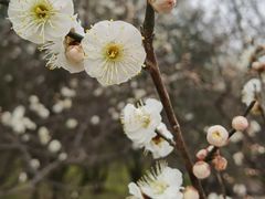-洛阳市隋唐城遗址植物园
