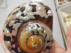 -青岛贝壳博物馆