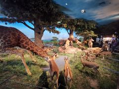 -国家自然博物馆