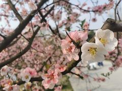 -秀丽东方