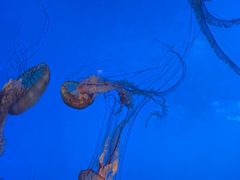 -太平洋海底世界