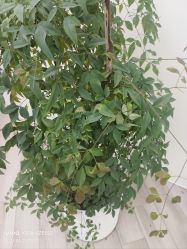-HEYAN荷妍专业脱毛连锁机构