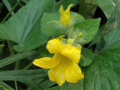 -碓臼峪自然风景区