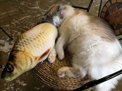 -猫猫幼稚园·撸猫·桌游·电玩